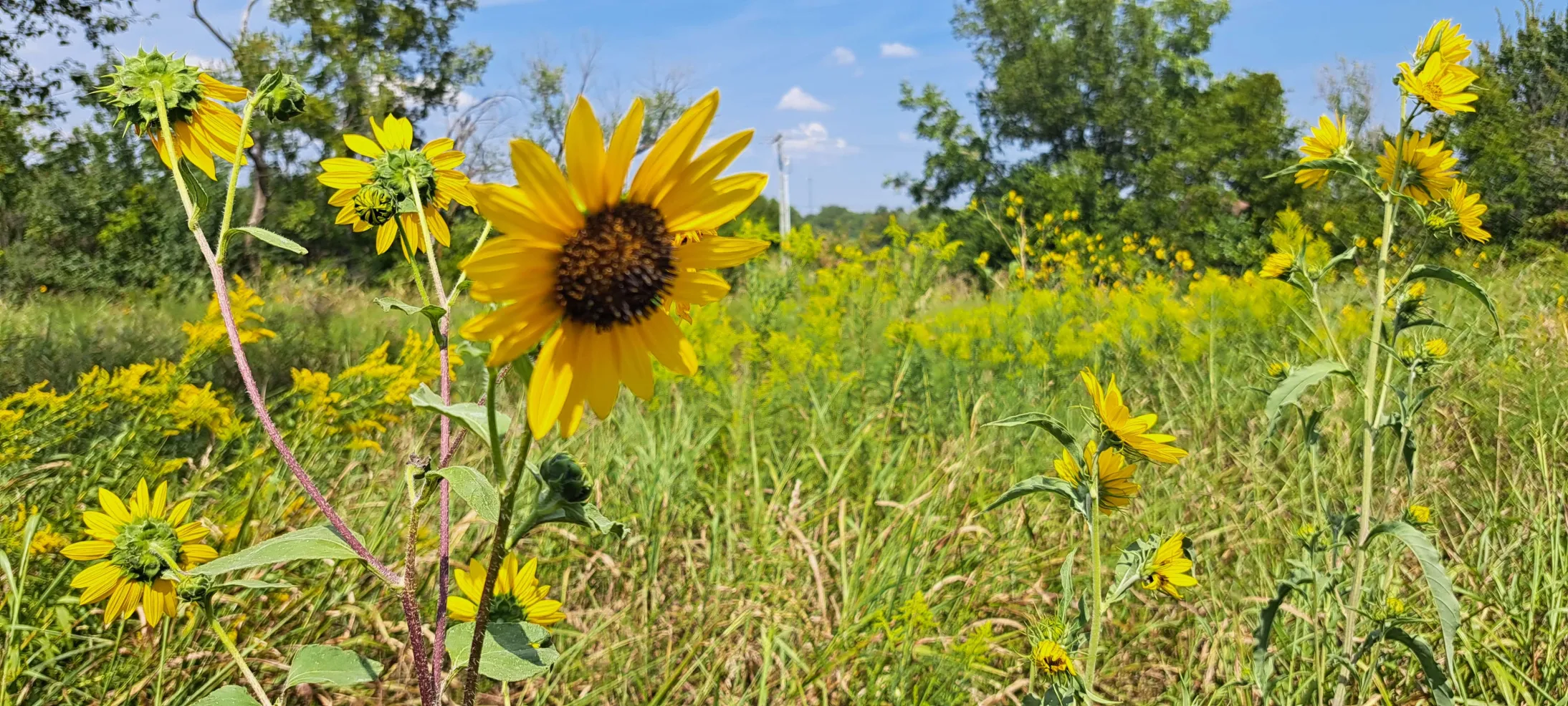 Sunflowers blooming at Flat Rock garden