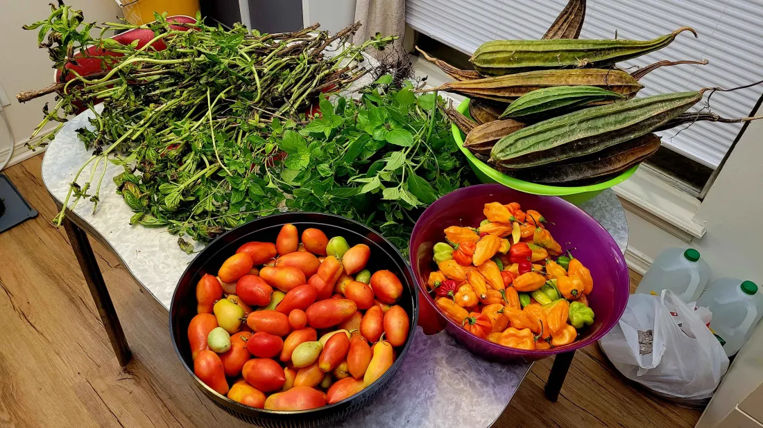 Fresh harvest of tomatoes, peppers, okra, and herbs