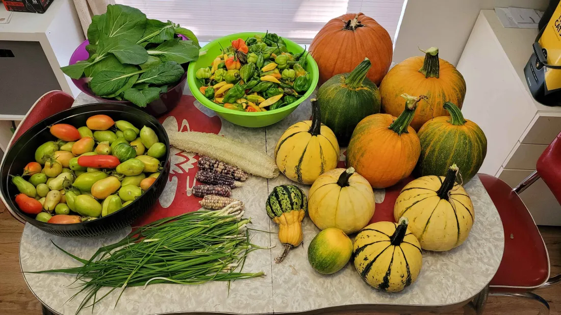 Bountiful harvest of pumpkins, squash, peppers, and greens