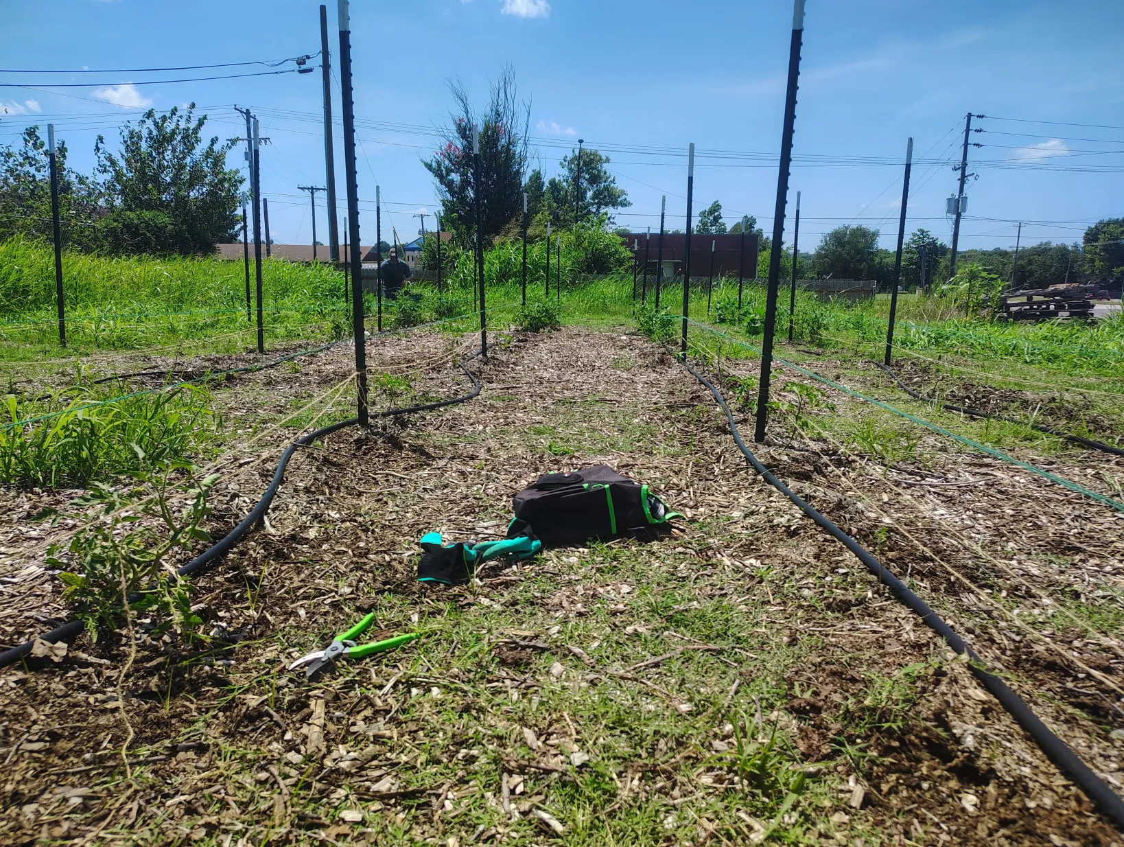 Garden rows with irrigation hoses at Flat Rock