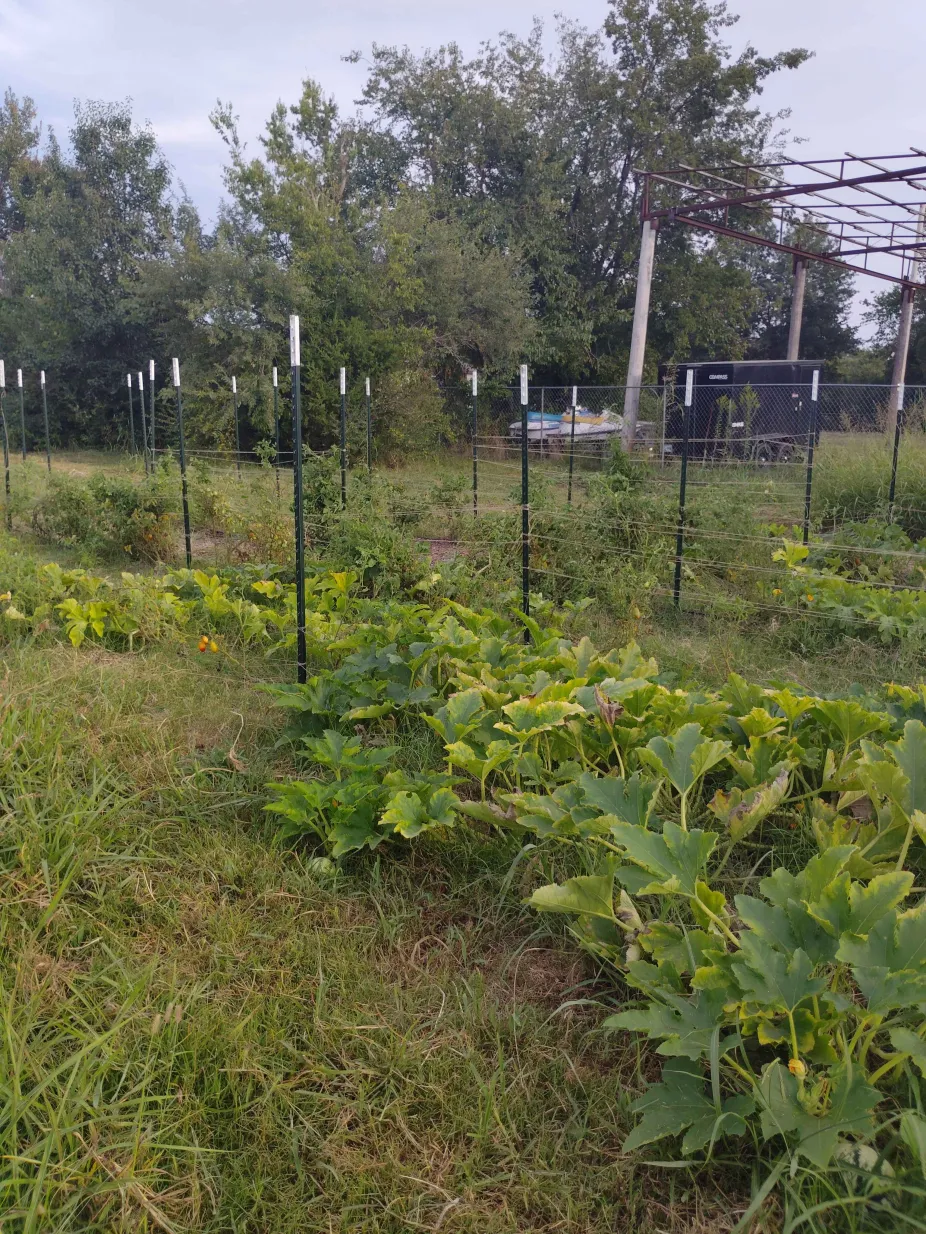 Vegetable plants growing in the garden