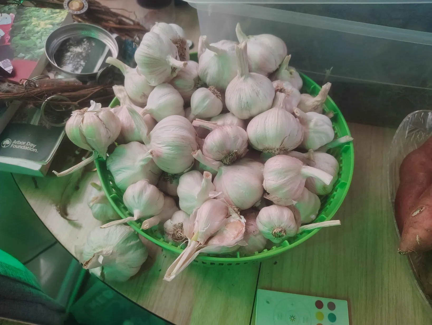Fresh garlic bulbs from the garden
