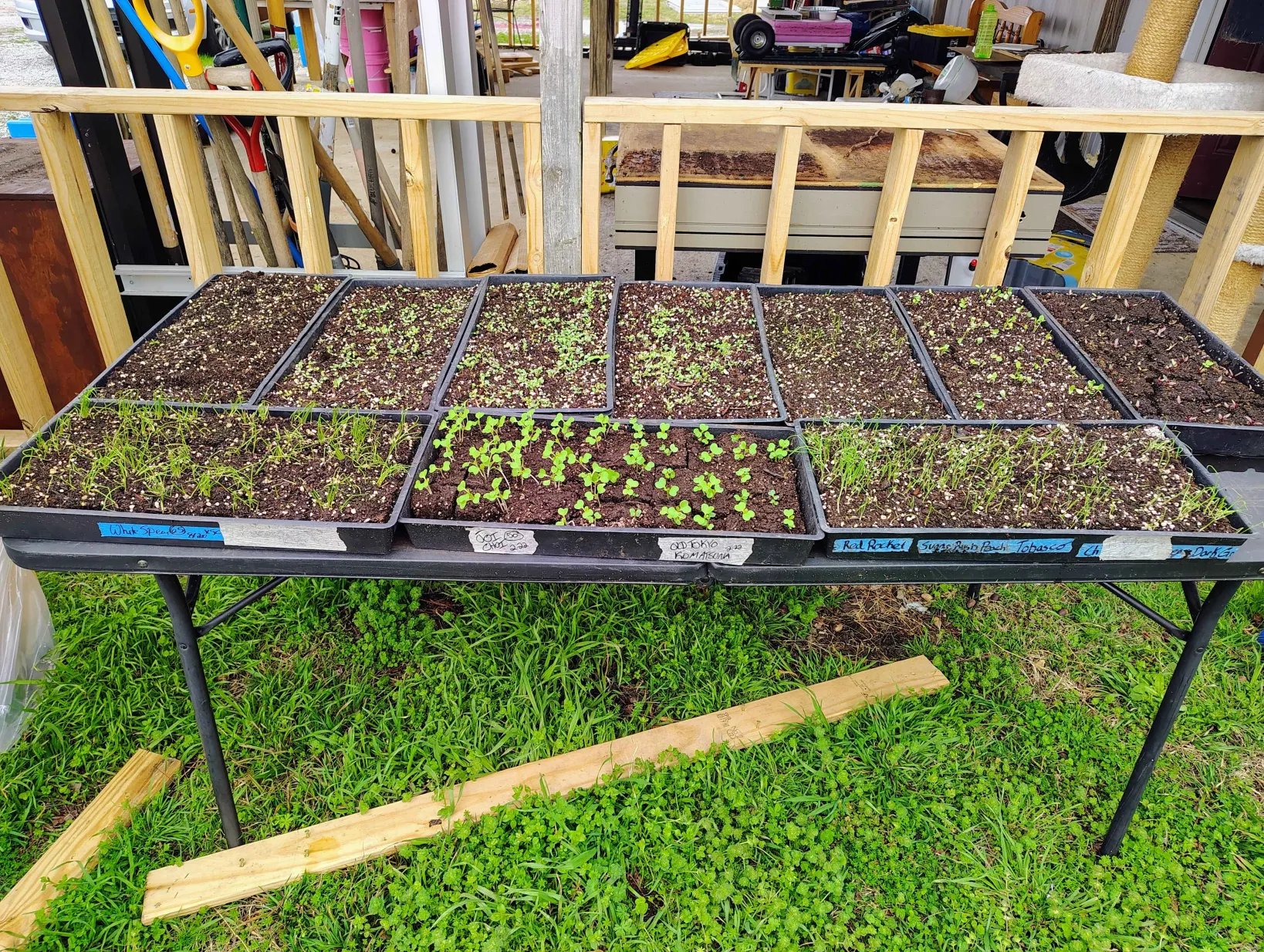 Seedling trays with young plants