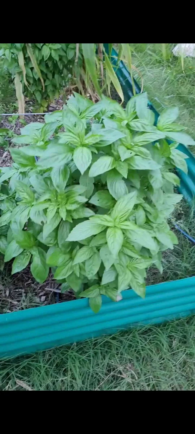 Basil growing in a raised bed