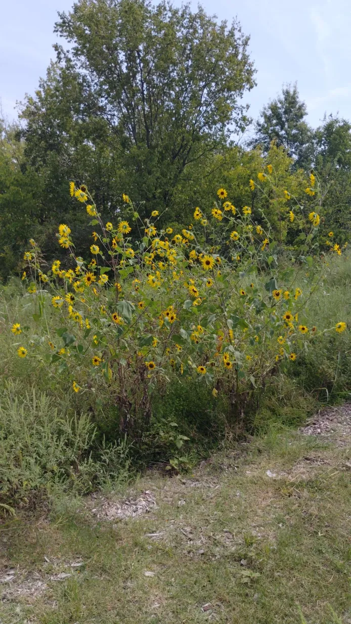 Sunflowers at the garden