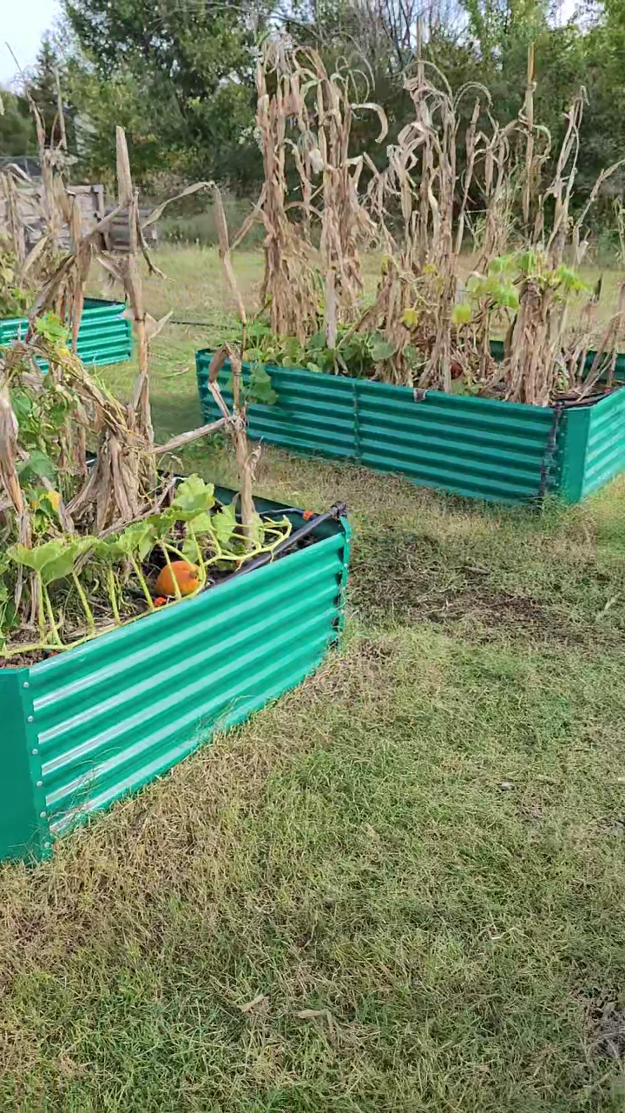 Raised garden beds with late-season crops at Flat Rock